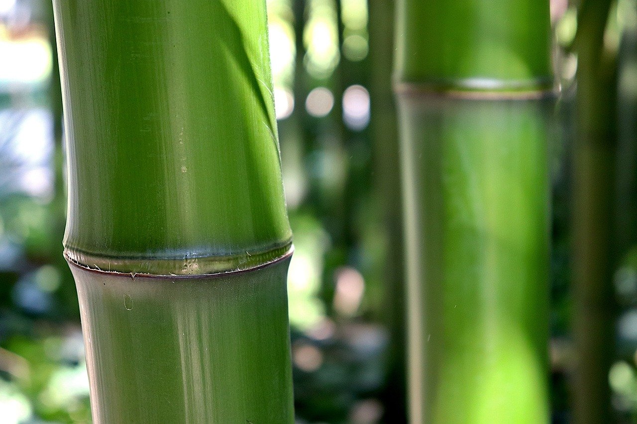 bamboo-5404767_1280